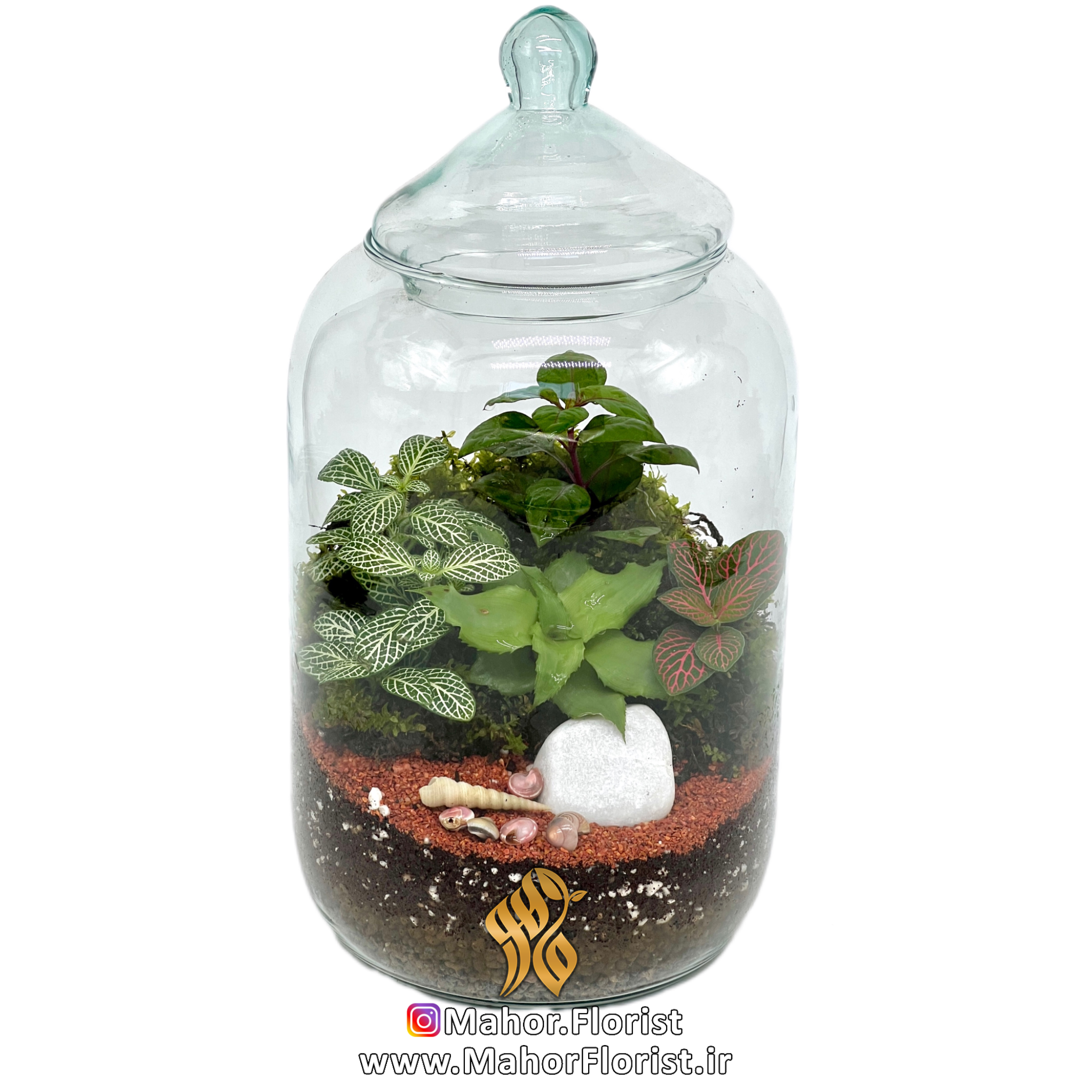 تراریوم کپسولی سایز متوسط